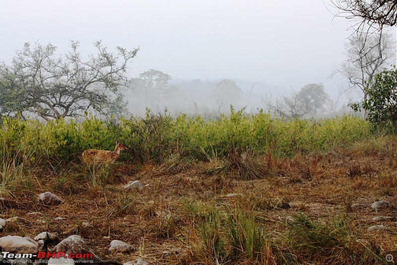 Of Spots, Stars & Stripes - our Corbett Holiday-img_1355.jpg