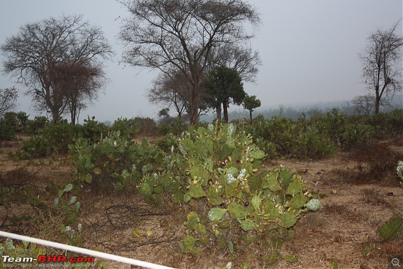 From Chaotic Bangalore to Calm Masinagudi-300cactus.jpg