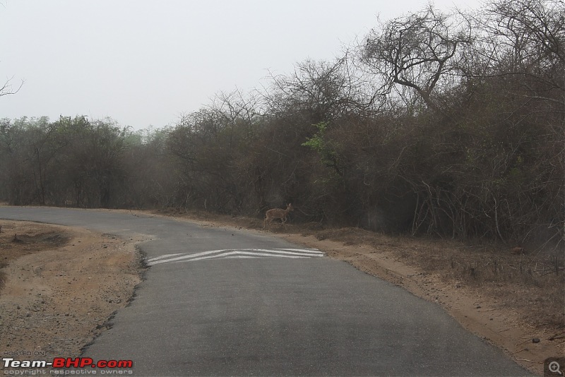 From Chaotic Bangalore to Calm Masinagudi-300sensibledeer.jpg