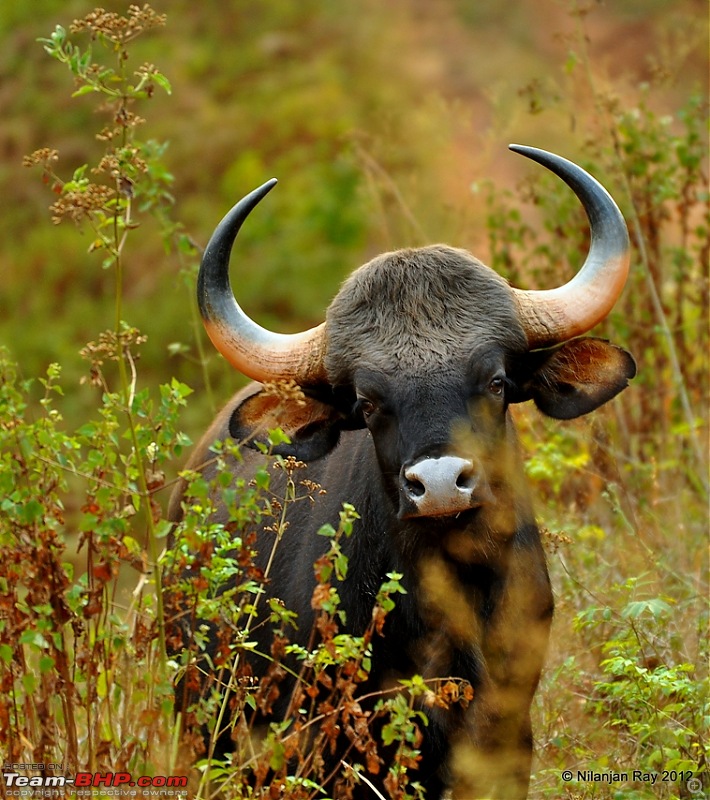 Exploring the Great Indian Outdoors-dsc_2095.jpg