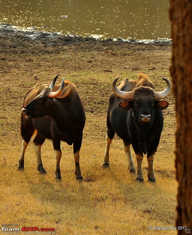 Exploring the Great Indian Outdoors-dsc_2122.jpg