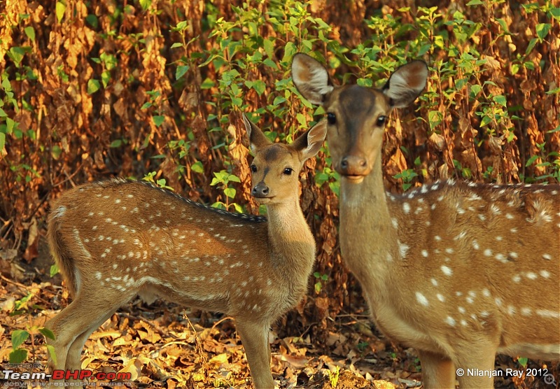 Exploring the Great Indian Outdoors-dsc_2283.jpg