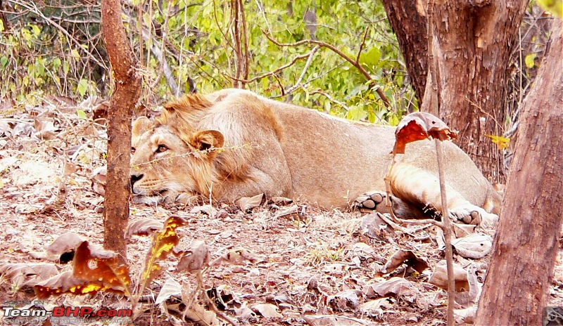 Visit to Gir forest - the only natural habitat for Asiatic Lion!-p1050211.jpg