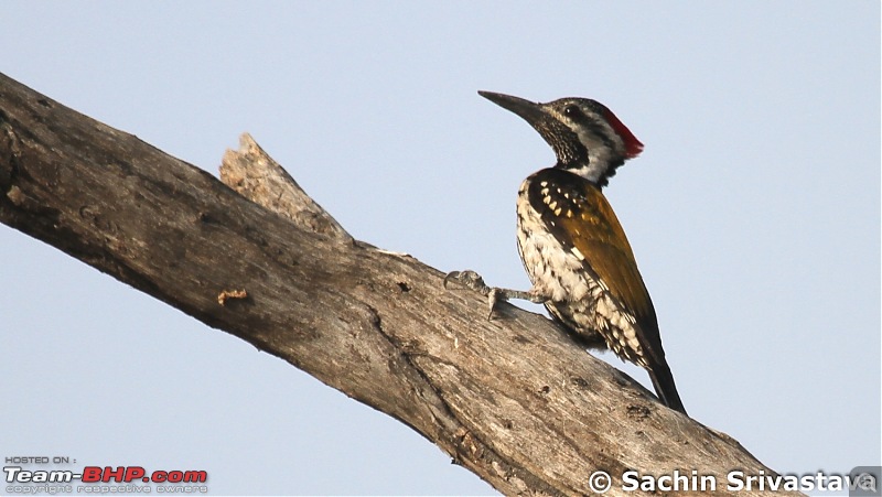 Trip to Keoladeo Ghana Bird Sanctuary Bharatpur-img_8825.jpg