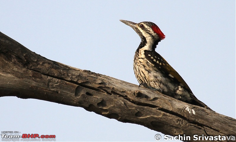 Trip to Keoladeo Ghana Bird Sanctuary Bharatpur-img_8826.jpg