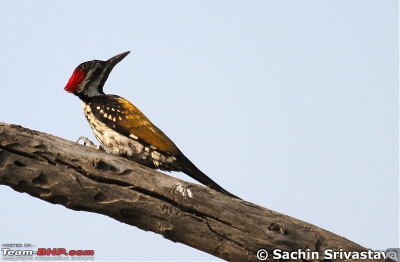 Trip to Keoladeo Ghana Bird Sanctuary Bharatpur-img_8827.jpg