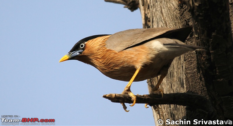 Trip to Keoladeo Ghana Bird Sanctuary Bharatpur-img_8834.jpg