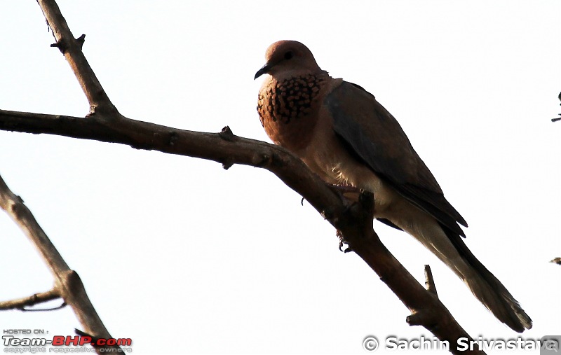 Trip to Keoladeo Ghana Bird Sanctuary Bharatpur-img_8887.jpg
