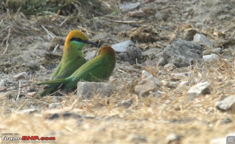 Trip to Keoladeo Ghana Bird Sanctuary Bharatpur-img_8904.jpg
