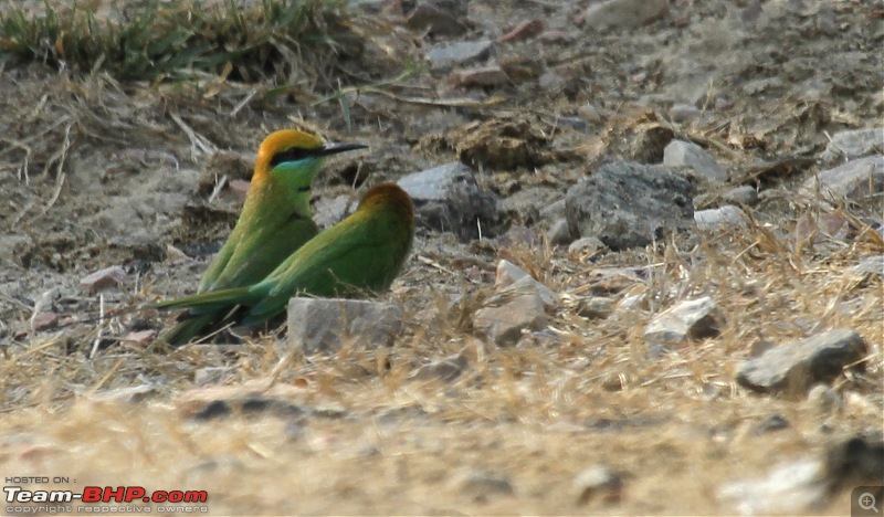 Trip to Keoladeo Ghana Bird Sanctuary Bharatpur-img_8905.jpg