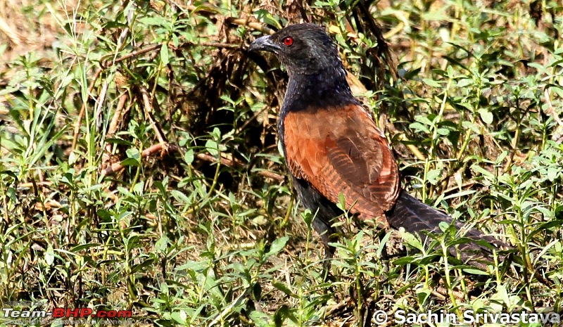 Trip to Keoladeo Ghana Bird Sanctuary Bharatpur-img_8997.jpg