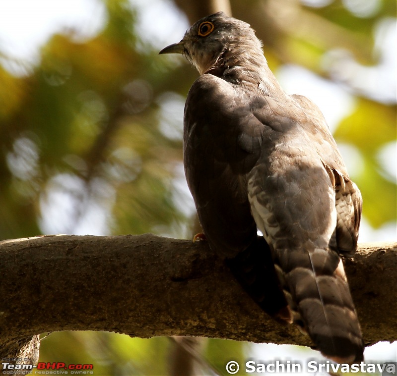 Trip to Keoladeo Ghana Bird Sanctuary Bharatpur-img_9003.jpg