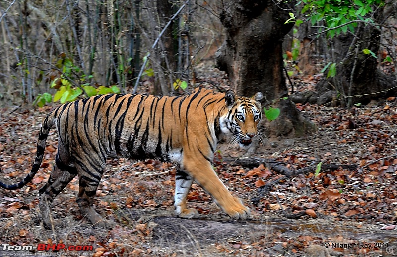 Exploring the Great Indian Outdoors-dsc_6453.jpg