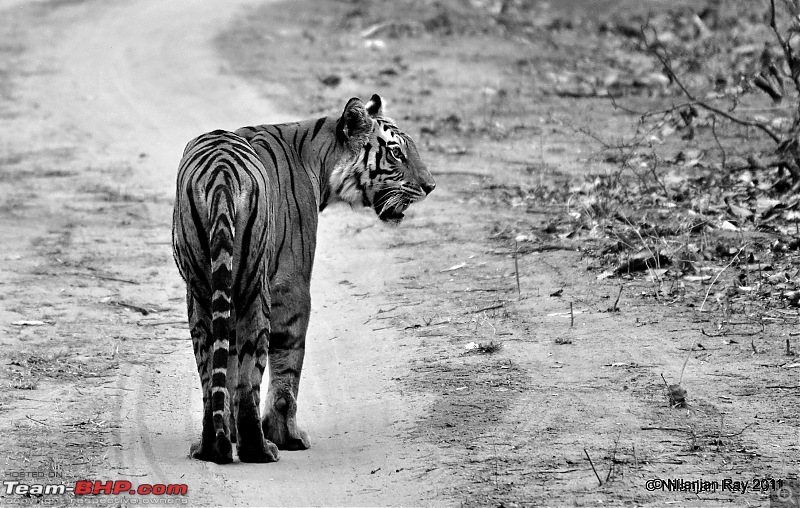 Exploring the Great Indian Outdoors-dsc_6520001.jpg