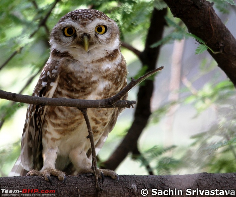 Trip to Keoladeo Ghana Bird Sanctuary Bharatpur-img_9106.jpg