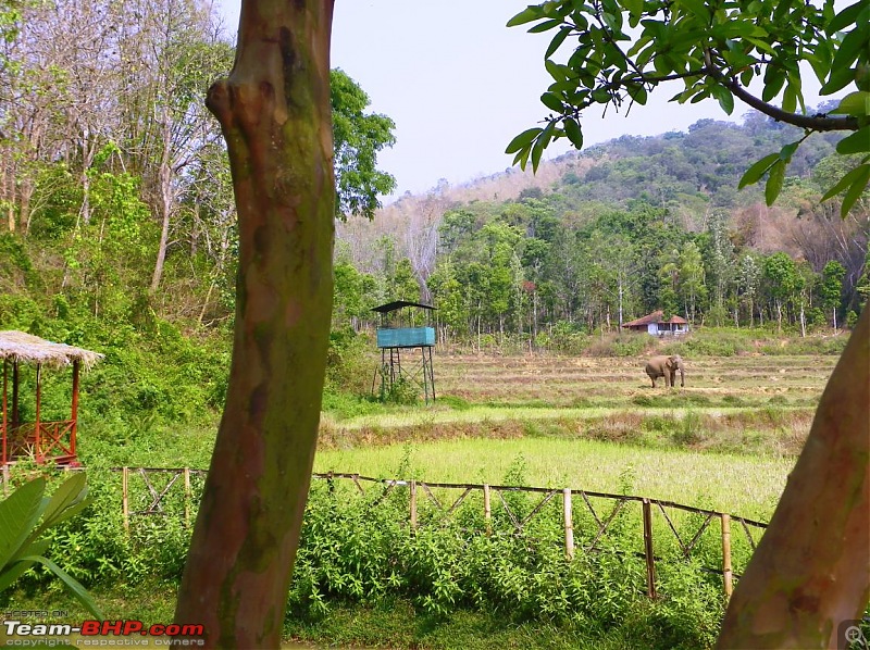 Operation Tiger: Wayanad-ele-near-dining.jpg