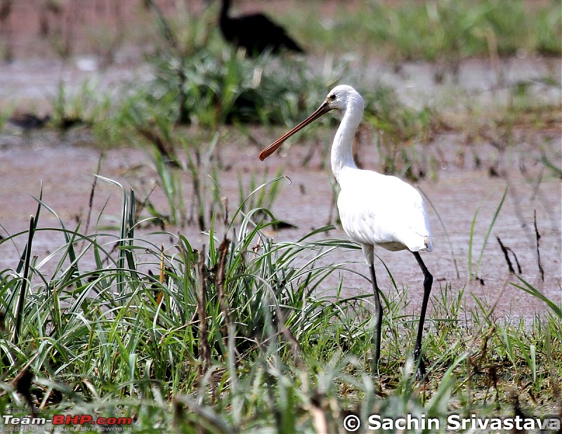 Trip to Keoladeo Ghana Bird Sanctuary Bharatpur-img_9197.jpg