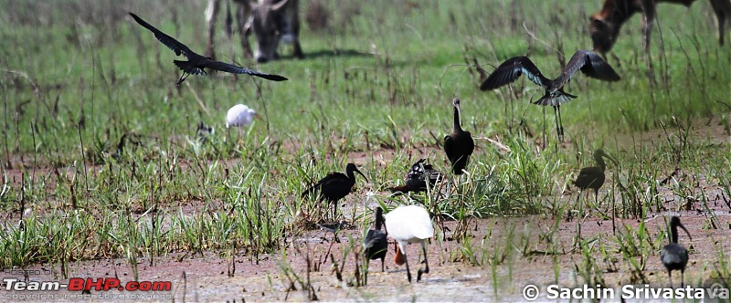 Trip to Keoladeo Ghana Bird Sanctuary Bharatpur-img_9222.jpg