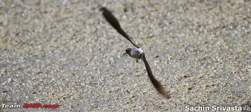 Trip to Keoladeo Ghana Bird Sanctuary Bharatpur-img_9281.jpg