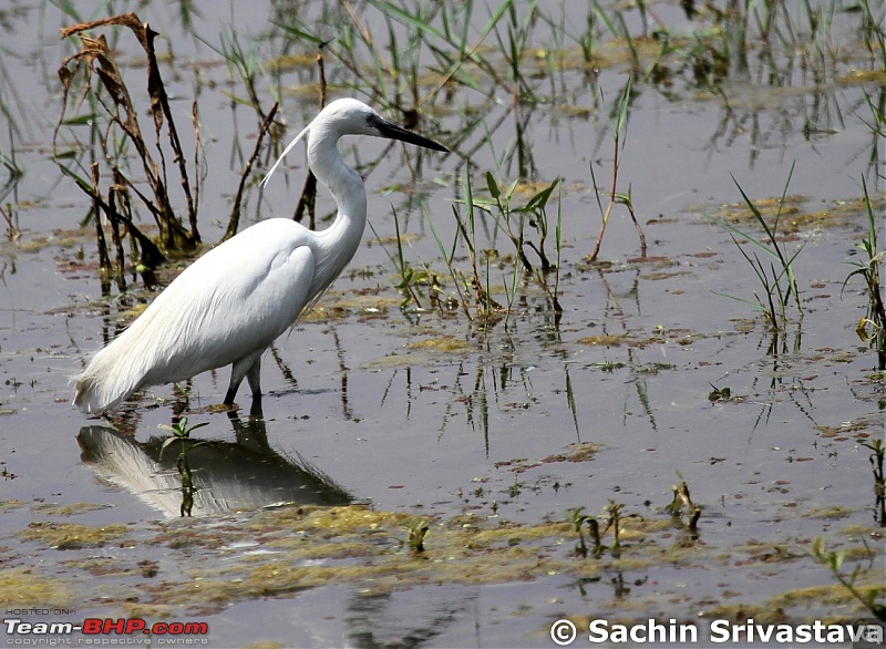 Trip to Keoladeo Ghana Bird Sanctuary Bharatpur-img_9315.jpg