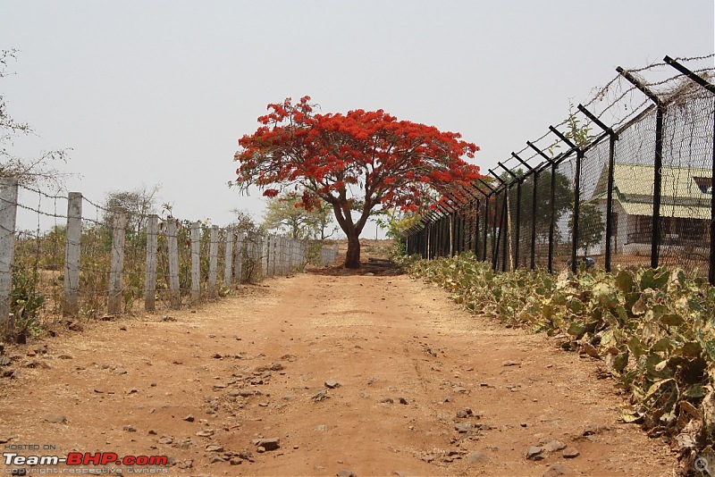 From Chaotic Bangalore to Calm Masinagudi-300chemtree.jpg