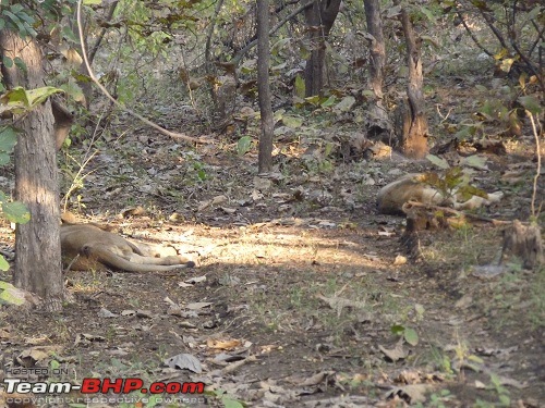 Visit to Gir forest - the only natural habitat for Asiatic Lion!-p1010346b.jpg