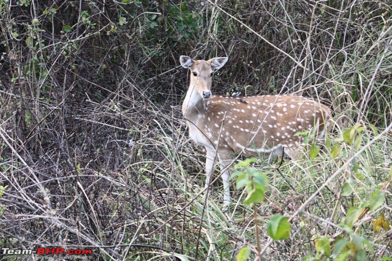 Of Spots, Stars & Stripes - our Corbett Holiday-img_1502.jpg