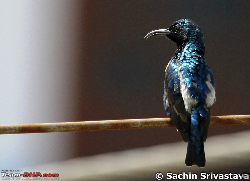 Birds in Sultanpur bird sanctuary-img_8225_1.jpg