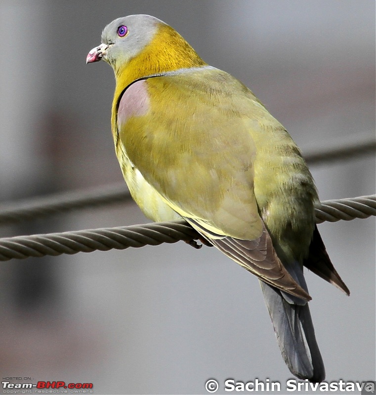 Birds in Sultanpur bird sanctuary-img_8802_1.jpg