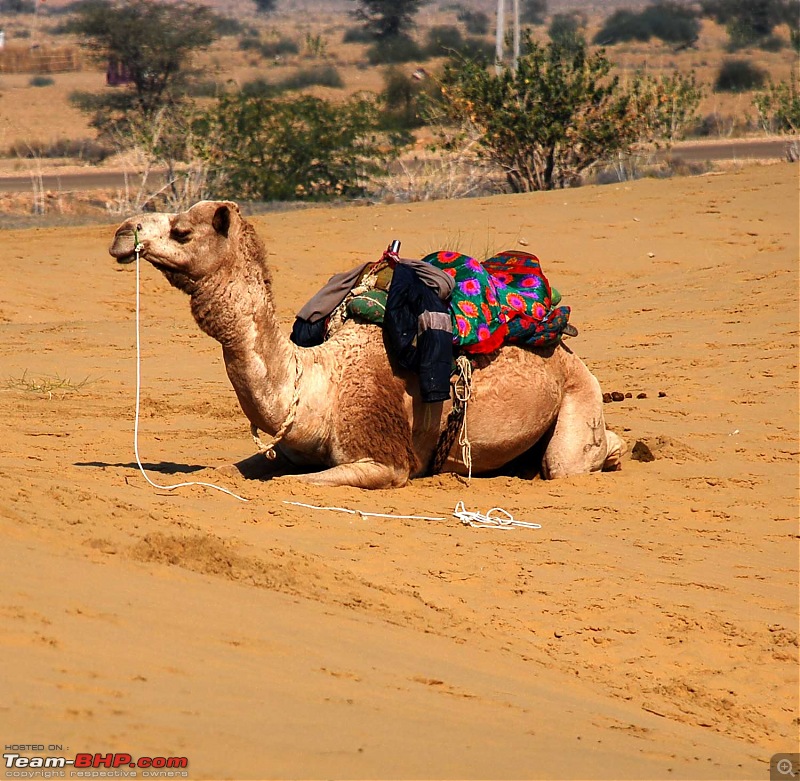 Gurgaon - Jaisalmer - Jodhpur - Bikaner - Gurgaon-camel.jpg