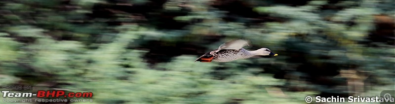 Birds in Sultanpur bird sanctuary-img_9735_2.jpg