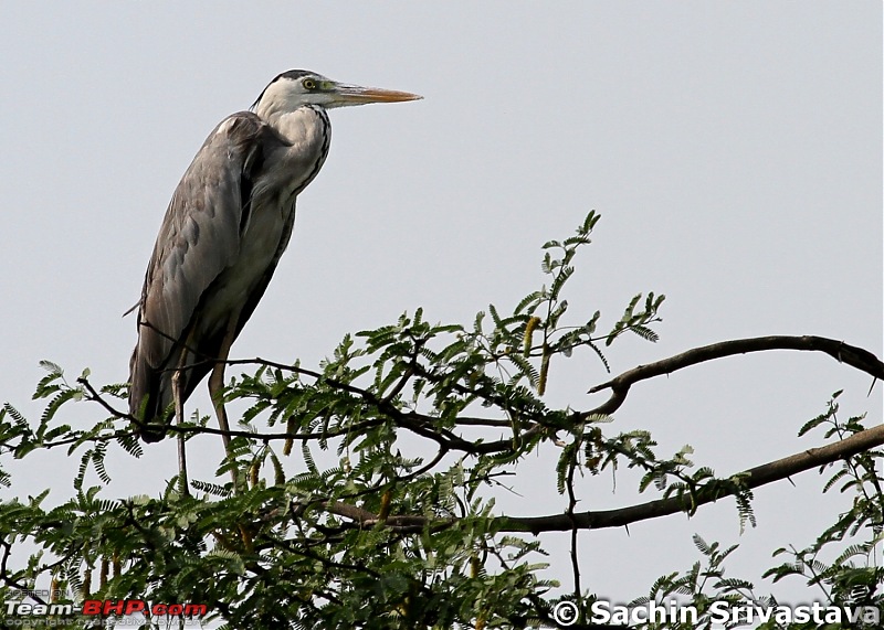 Birds in Sultanpur bird sanctuary-img_9663.jpg