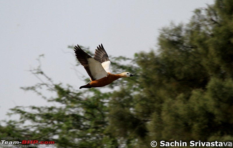 Birds in Sultanpur bird sanctuary-img_9679.jpg