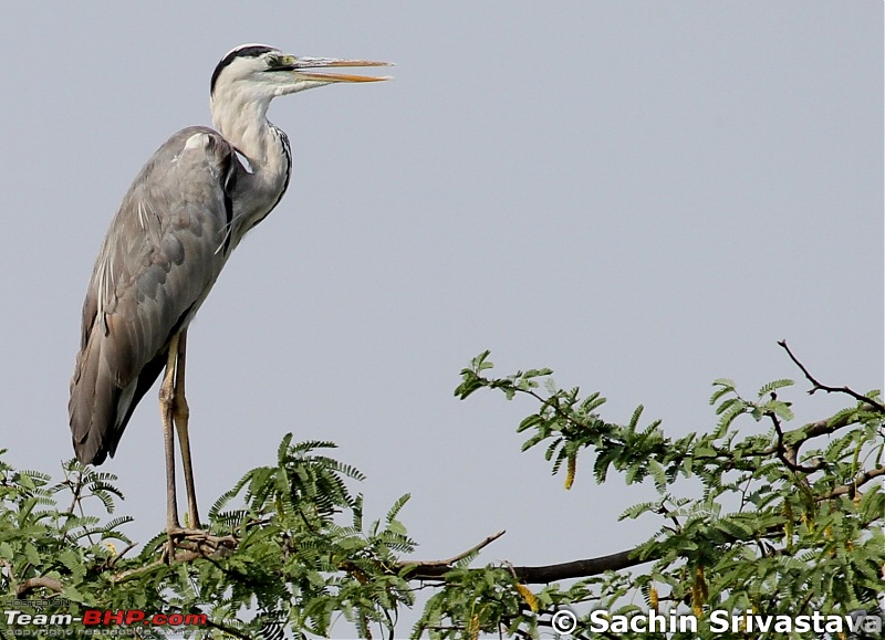 Birds in Sultanpur bird sanctuary-img_9784.jpg