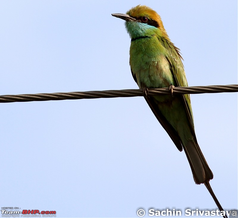 Birds in Sultanpur bird sanctuary-img_9443.jpg