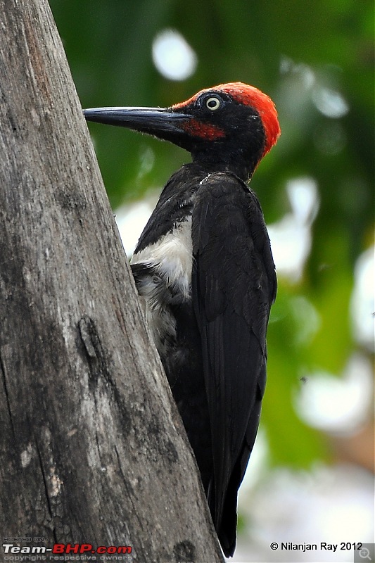 Exploring the Great Indian Outdoors-dsc_2613.jpg