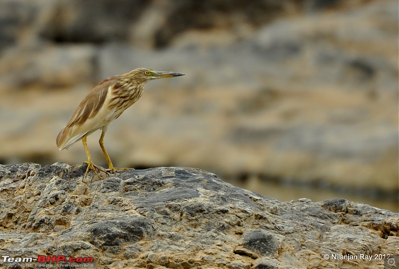 Exploring the Great Indian Outdoors-dsc_2754.jpg