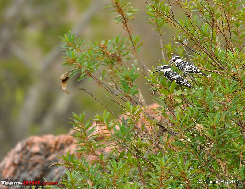 Exploring the Great Indian Outdoors-dsc_2768.jpg