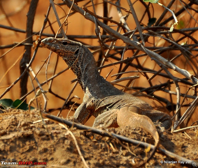 Exploring the Great Indian Outdoors-dsc_3004.jpg