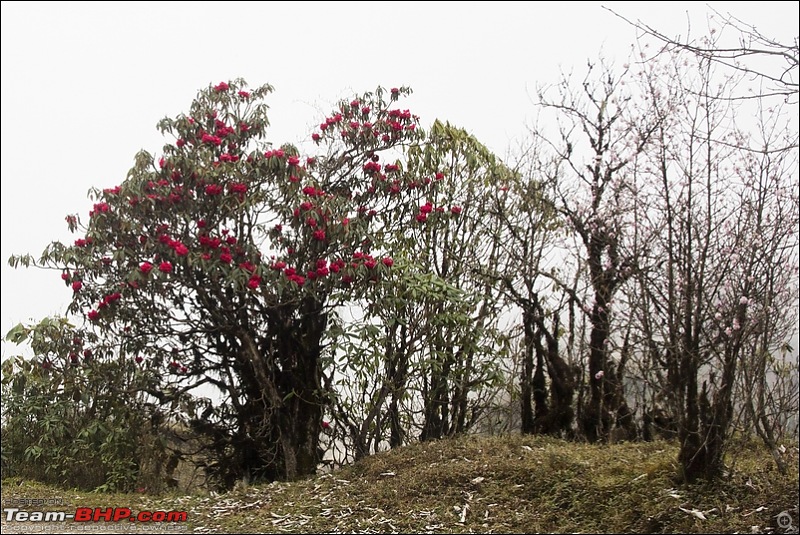 Destination Sandakphu, the Land Rover territory. Update - another trip till Phalut-img_9816.jpg