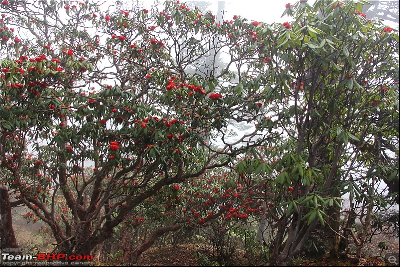 Destination Sandakphu, the Land Rover territory. Update - another trip till Phalut-img_0328.jpg