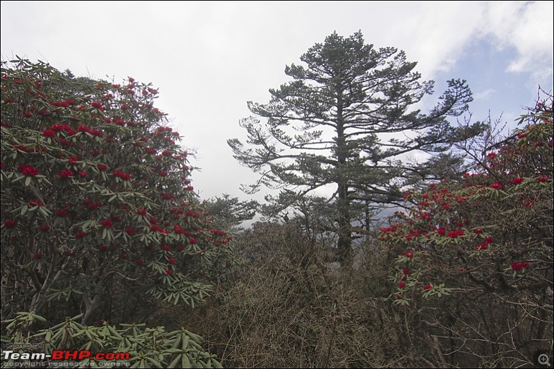 Destination Sandakphu, the Land Rover territory. Update - another trip till Phalut-img_9904.jpg