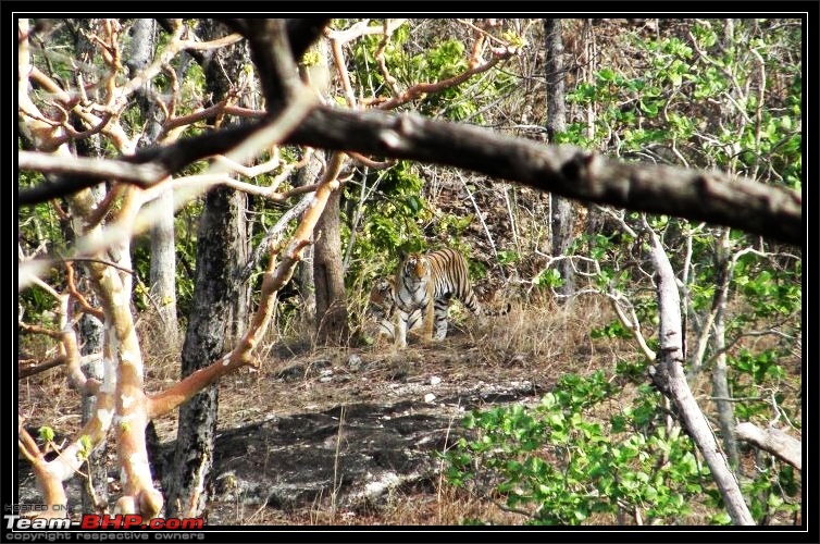 Season 2011-2012 : Independent Tiger monitoring at Pench & Tadoba Tiger reserves-baghin-nala-female-grown-cub-query.jpg