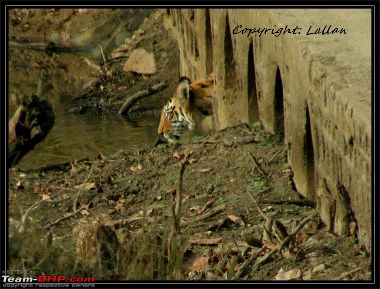 Season 2011-2012 : Independent Tiger monitoring at Pench & Tadoba Tiger reserves-11-2.jpg