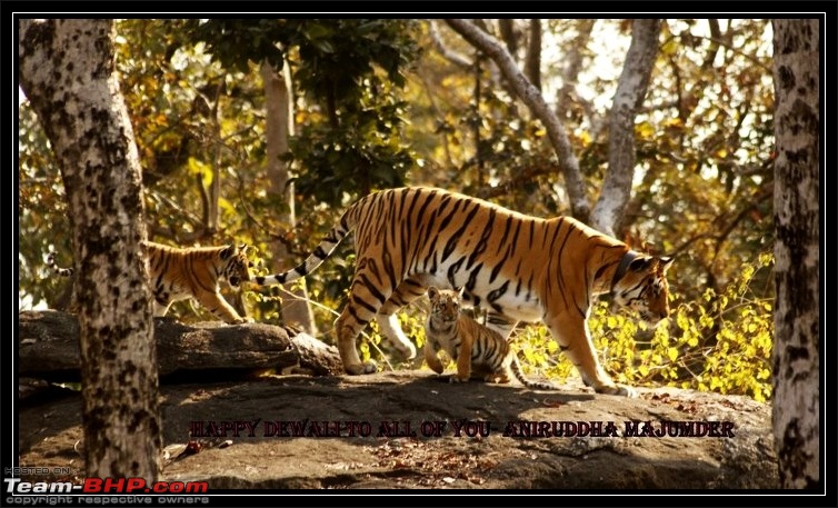 Season 2011-2012 : Independent Tiger monitoring at Pench & Tadoba Tiger reserves-1111.jpg