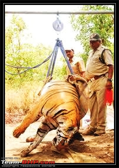 Season 2011-2012 : Independent Tiger monitoring at Pench & Tadoba Tiger reserves-111.jpg