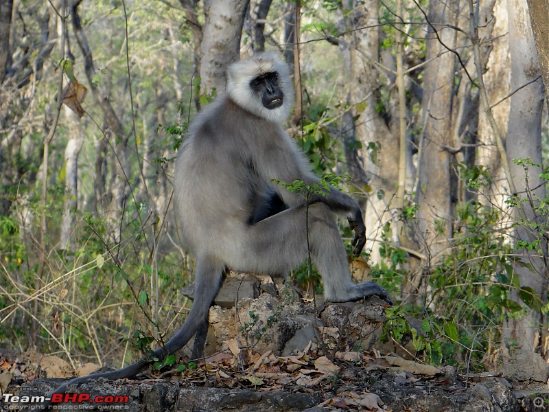 On the trail of the Mukteshwar man eater and her nemesis-dsc00959vc.jpg