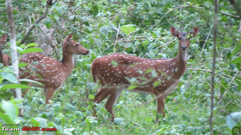 Drive from Bangalore to Kuruva Island Wayanad-img_1867.jpg