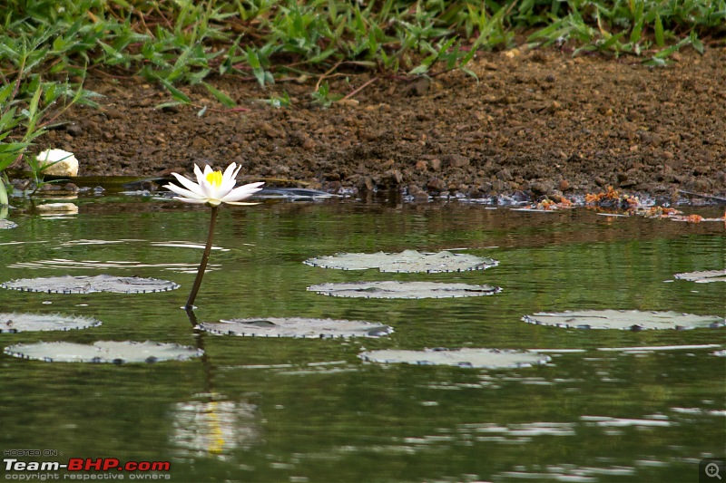 A shutterbug experiences around chennai - Weekend getaways in chennai-lotus-pond.jpg
