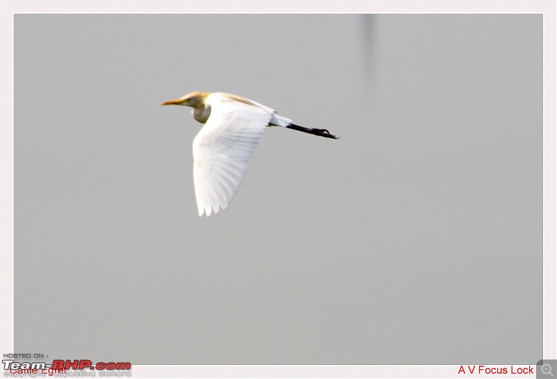 A shutterbug experiences around chennai - Weekend getaways in chennai-egret-flight.jpg